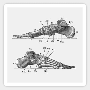 Skeletal Foot Diagram - Dual View - Anatomy Magnet